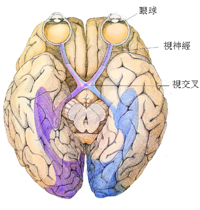 青光眼,?，斎鹨曆劭?上海眼科醫(yī)院