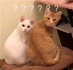 玻璃體視網(wǎng)膜,?，斎鹨曆劭?上海眼科醫(yī)院