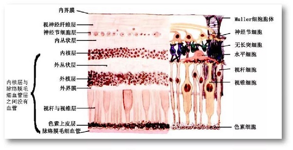 玻璃體視網(wǎng)膜,?，斎鹨曆劭?上海眼科醫(yī)院